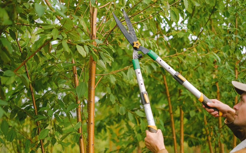 Tree trimming in Melville, MT
