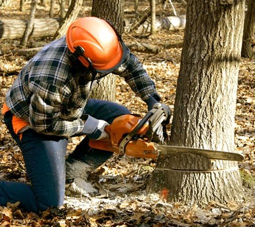 Tree Removal in Melville, MT